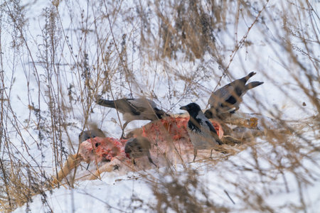 Grey crows gnaw the carcass of a frozen animal on a frosty winter dayの写真素材