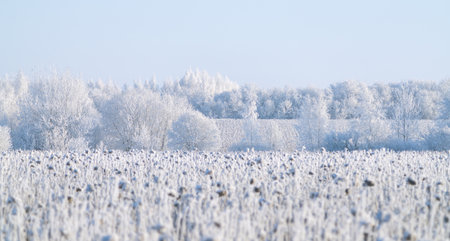 A frozen field of sunflowers during severe frosts on a winter dayの写真素材