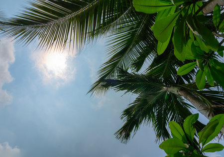 tropical forest, palm trees and other plants against the background of the sky and the bright sun, view from the bottomの写真素材