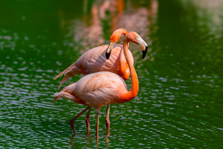 A pair of pink flamingos birds are standing in the green waterの写真素材