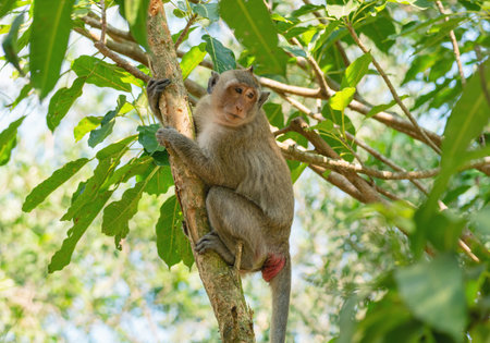 A macaque sits on the trunk of a tropical tree