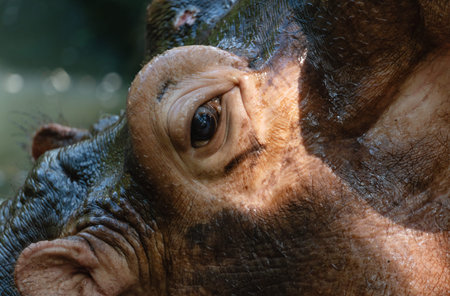 Portrait of a hippo in close-upの写真素材