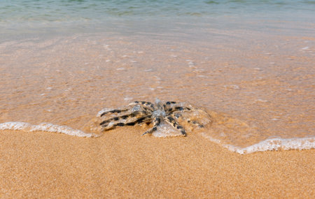 A starfish on a sandy beach near the waters edgeの写真素材