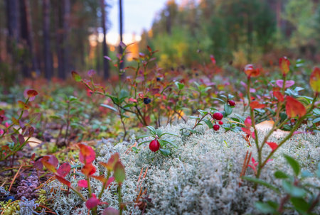 ripe red cranberries growing on a yagel in an autumn forest against a sunset backgroundの写真素材