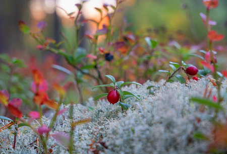 ripe red cranberries growing on a yagel in an autumn forest against a sunset backgroundの写真素材