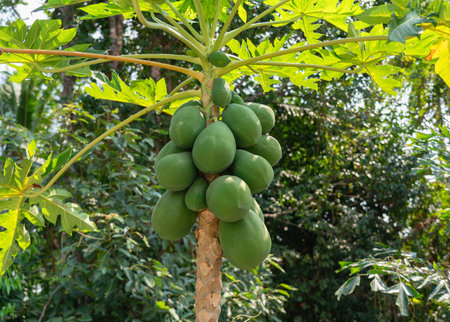 A papaya tree with large fruits hanging on itの写真素材