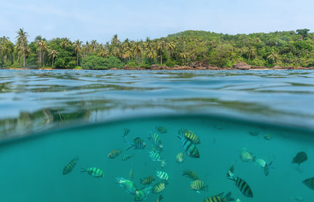 The camera, half submerged in the sea, captured the colorful fish of the inhabitants of coral reefs against the background of a tropical islandの写真素材