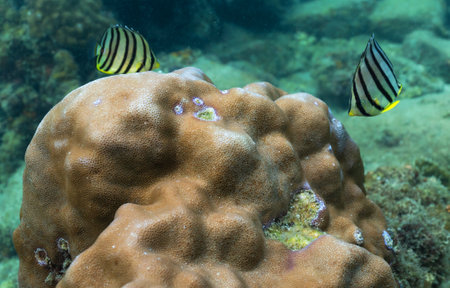 Colorful fish living in coral reefs, underwater landscapeの写真素材