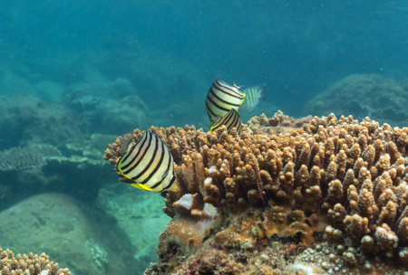 underwater landscape of a coral reef with colorful exotic fishの写真素材