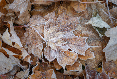 Carpet of frost-covered fallen leaves, autumn background, textureの写真素材