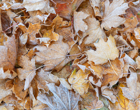 Carpet of frost-covered fallen leaves, autumn background, textureの写真素材