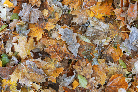 Carpet of frost-covered fallen leaves, autumn background, textureの写真素材