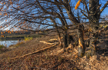 Trees with leafless leaves against a bleak autumn landscapeの写真素材