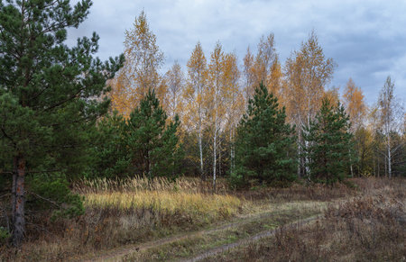 A dirt road next to a mixed forest in late autumnの写真素材