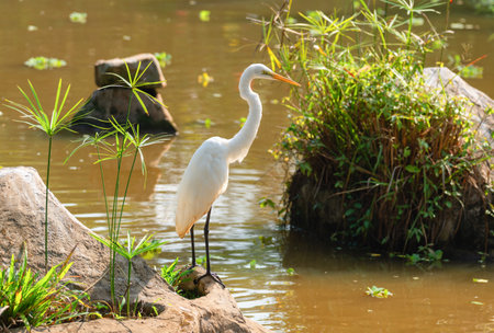 The great white heron Ardea alba stands on the rocks near the reservoirの写真素材