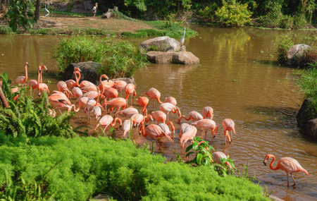 Bright pink flamingos by a water body with natural greenery in the backgroundの写真素材
