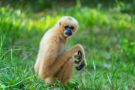 gibbon sits on the grass and looks at the camera