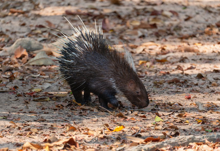 Porcupine is looking for food among fallen yellow leaves in close-upの写真素材