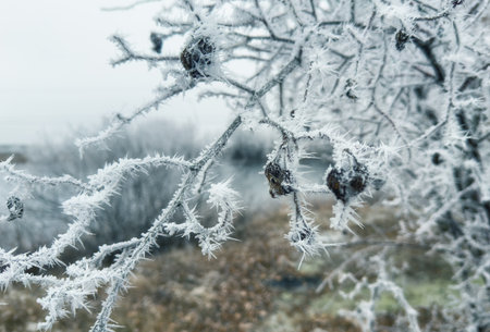 Branches and fruits of wild rosehip covered with frosty needles in close-upの写真素材