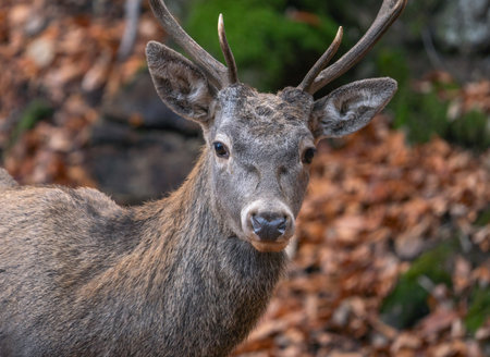 Portrait of a red deer in close-upの写真素材