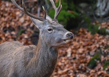 Close-up portrait of a red deer in an autumn forestの写真素材