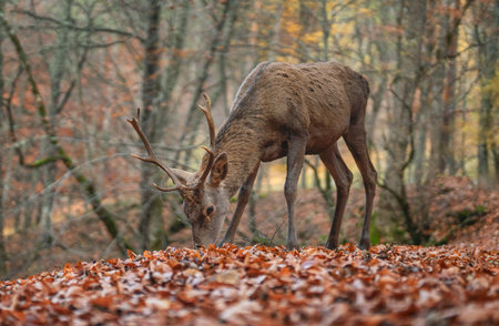 A red deer is looking for food in the autumn beech forestの写真素材
