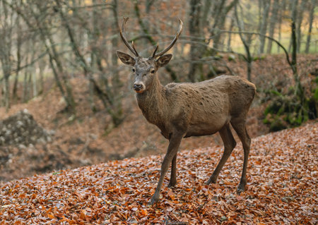 red deer on the background of an autumn beech forestの写真素材