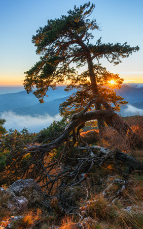 The unique shape of an old pine tree with a mountain landscape and sunset rays in the backgroundの写真素材