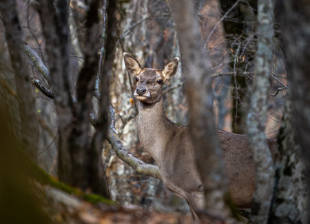 A female deer looks at the camera through the thicket of the forestの写真素材