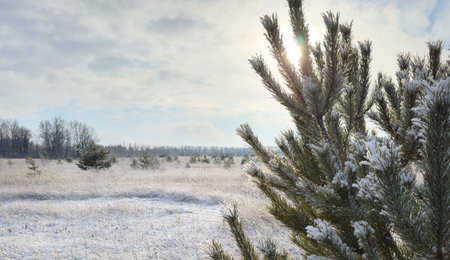 Bright winter scenery with white snow covering pine trees and field grassesの写真素材