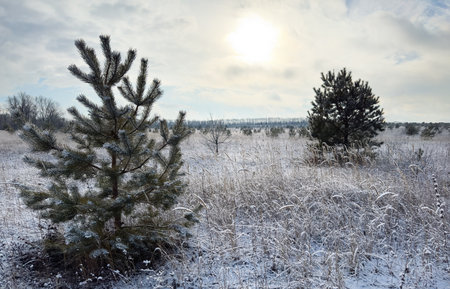 Peaceful winter day in a field with small pine trees and frost-covered plantsの写真素材