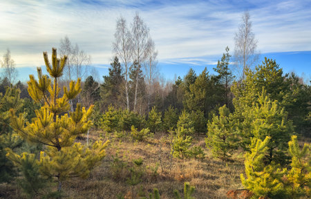 Sunny day in a forest with young trees and golden sunlight on the branchesの写真素材