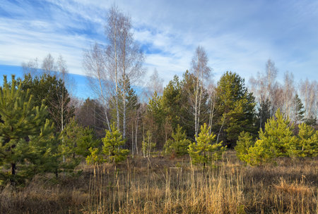 Natural landscape with green coniferous trees against a blue skyの写真素材