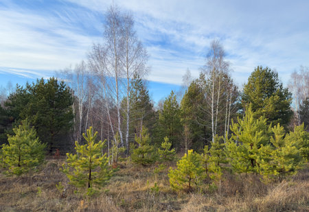 Young pines and birches in a sunny glade in a spring forestの写真素材