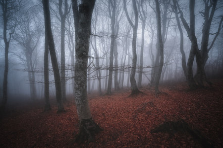 Foggy autumn morning in the beech forestの写真素材