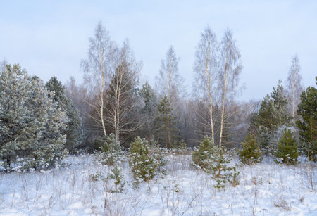 A frosty sunny morning on the outskirts of a winter forestの写真素材