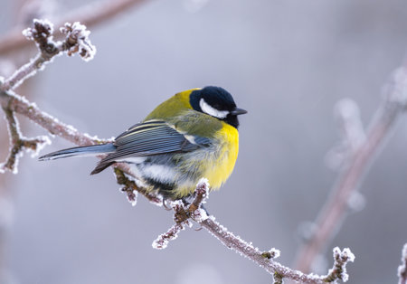 Frozen titmouse sits on a frost-covered branch on a frosty winter morning close-upの写真素材