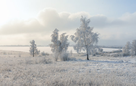 Birch trees covered with a thick layer of frost on a frosty winter morningの写真素材