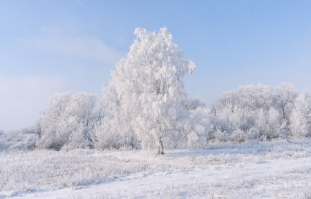 A birch tree covered with a thick layer of frost on a frosty winter morning against a blue skyの写真素材