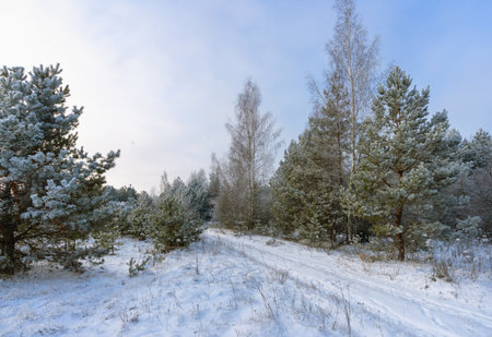 A snow-covered road through a winter forestの写真素材