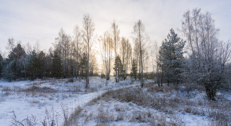 Sunrise in the early winter morning at the intersection of forest roadsの写真素材