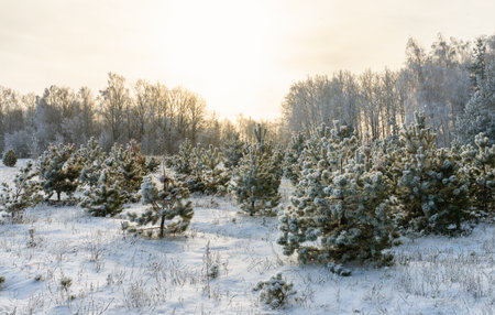 A frosty sunny morning on the outskirts of a winter forestの写真素材