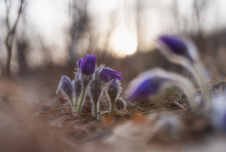 In the early spring morning, the primrose Pulsatilla patens wakes up on the mountainside in the rays of the rising sunの写真素材