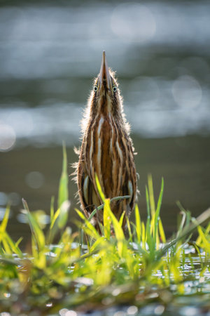 The chick of the bittern bird Botaurus stellaris, standing on the river among the grass, stretched out to the top pretending to be a reedの写真素材