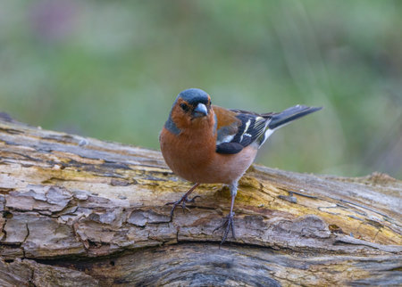 A common chaffinch perched on a log in the forest, looking at the cameraの写真素材