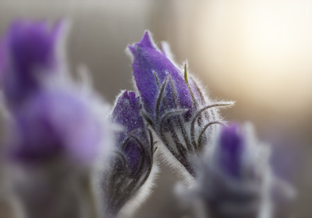 As soon as the snow melts, primrose Pulsatilla patens blooms on the mountainside in the rays of the rising sunの写真素材