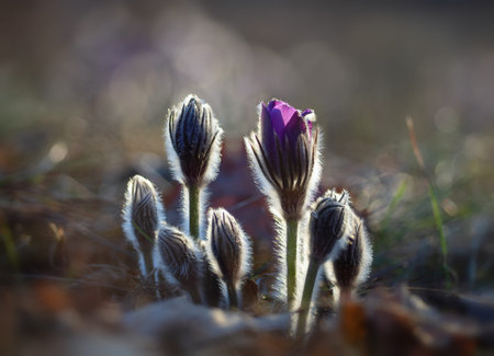 Blooming primrose on a mountainside in the rays of the rising sun