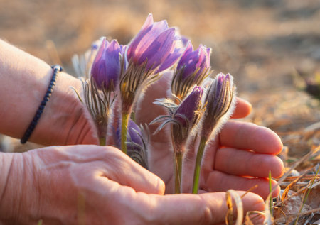 Wild-growing Pulsatilla patens is on the verge of extinction, listed in the Red Book of Rare and...
