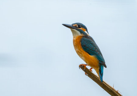 A kingfisher sits on a dry branch sticking out of the waterの写真素材
