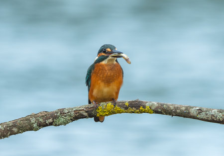 A kingfisher sits on a branch above the water and holds a caught fish in its beak.の写真素材